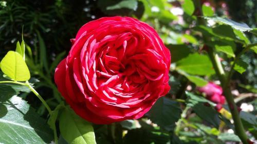 Bed & Breakfast Garni Marianne