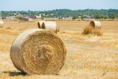 Finca Son Bernat, Llub� 137