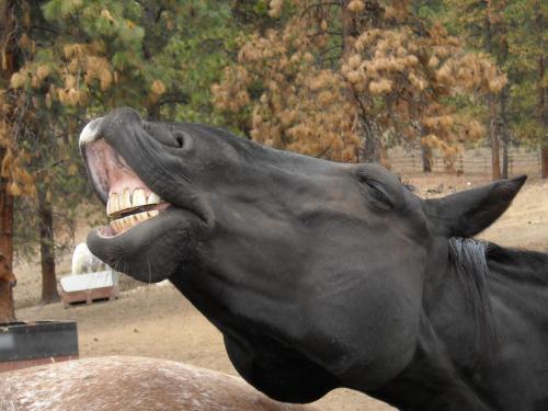 Wildhorse Mountain Guest Ranch Bed & Breakfast