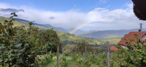 Brvnara Na Bregu