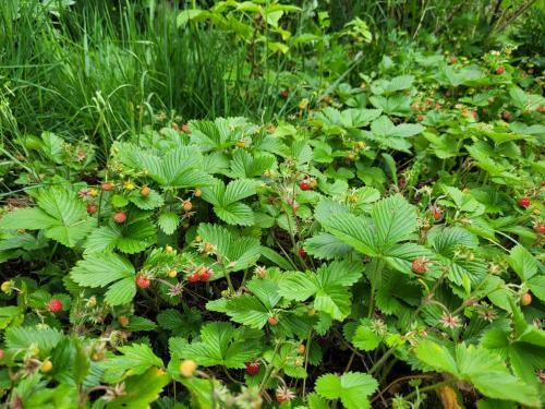 Ruime Woning Met Grote Omheinde Tuin