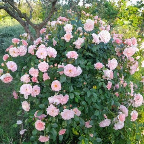 Bed & Breakfast Casale Della Rosa
