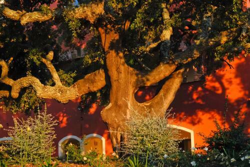 Bed & Breakfast Giardino Dei Sugheri