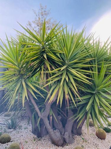 Apartamento Fiori Dell Etna