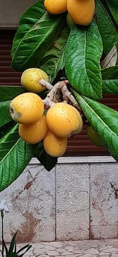 Apartamento Colazione In Giardino Con Vista Mare
