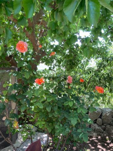 Hostal Spada Romana