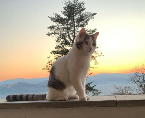 La Terrazzina