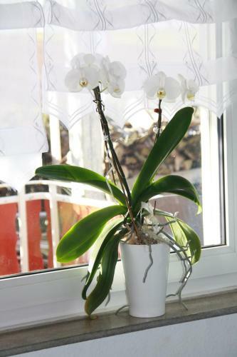Apartamento Gro�e Wohnung Im Dreist�dte-eck