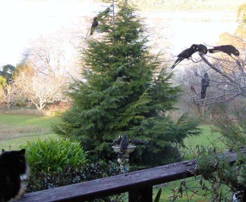 Bed & Breakfast Tamar River Retreat
