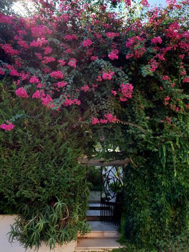 B&B Il Giardino Di Villa Anna