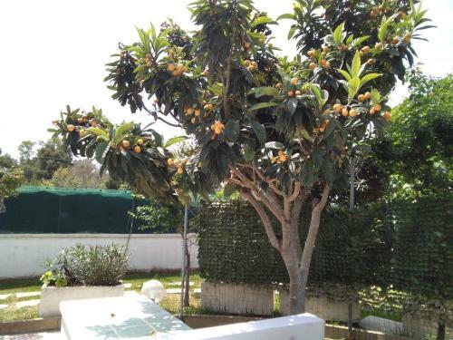 Apartamento Bilocale - Villino Naald