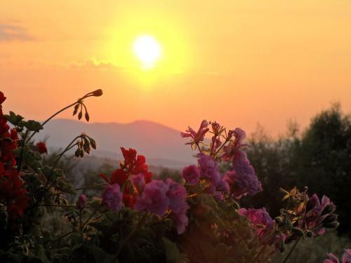 Hostal Guest House Vasil