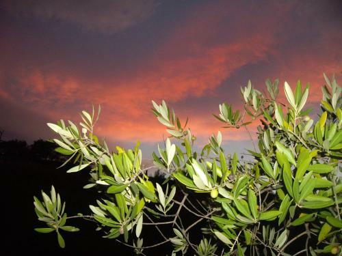 Agroturismo Agriturismo Il Borgo Degli Ulivi
