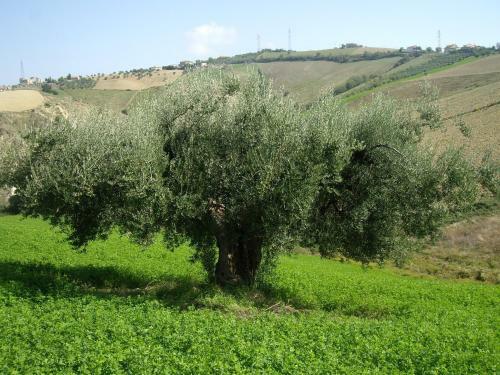 Agroturismo Agriturismo Il Borgo Degli Ulivi