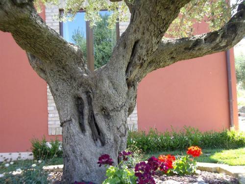 Agroturismo Agriturismo Il Borgo Degli Ulivi
