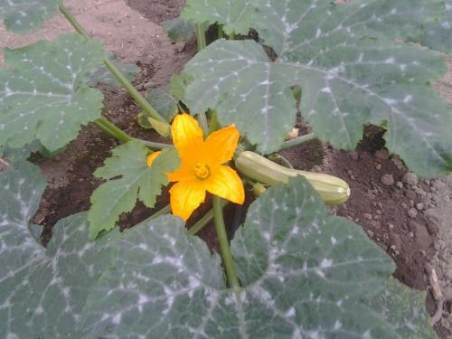 Agroturismo Alba Chiara Agriturismo