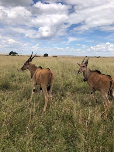 Vaalkrans Game Lodge