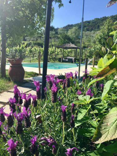 Bed & Breakfast Country Room Il Moro