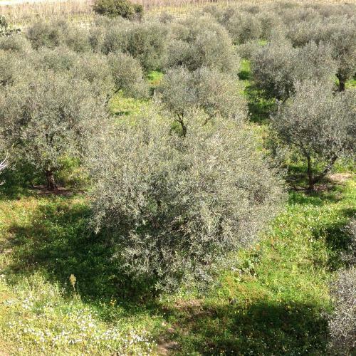 Apartamento Il Cuore Degli Ulivi