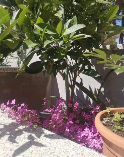 Apartman "clara" ?ibenik