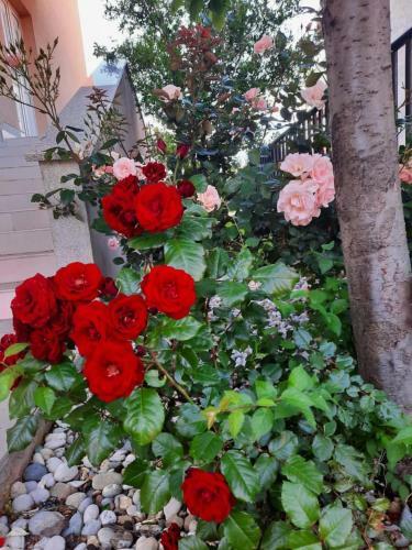 Apartman "clara" ?ibenik