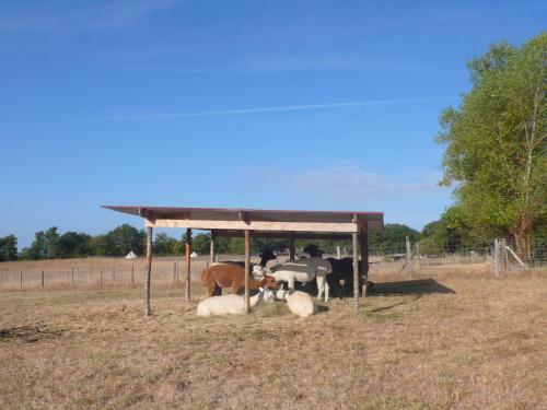 Agroturismo Alpagas Du Quercy
