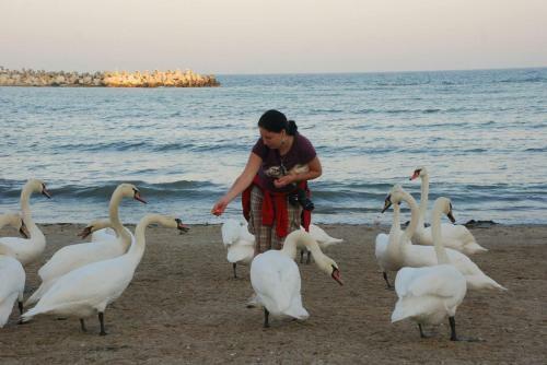 Hostal Vila Levent Mangalia