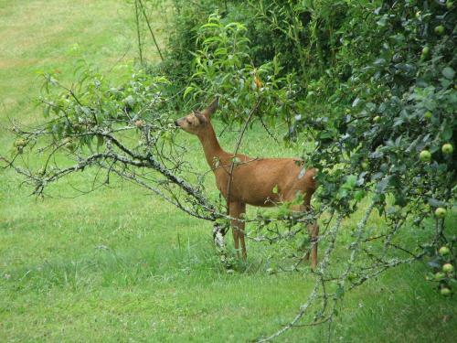 Bed & Breakfast Le Puyfavard