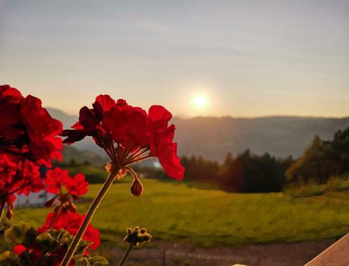 Agroturismo Gfliererhof