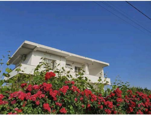 Hostal Green Villa