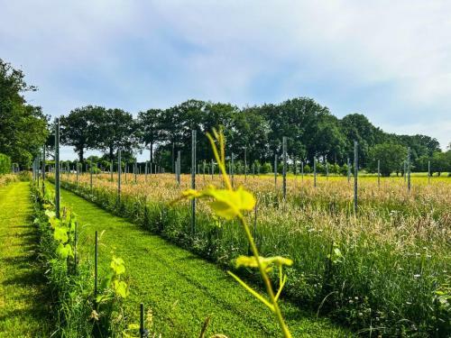 Weynhoven