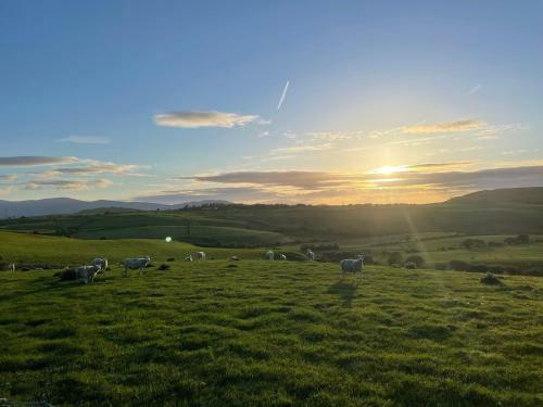 Pant Y Rhedyn Glamping And Camping Site