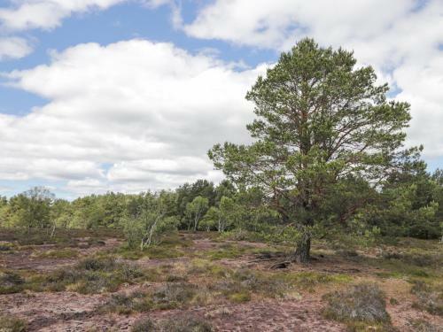 Moss Of Bourach