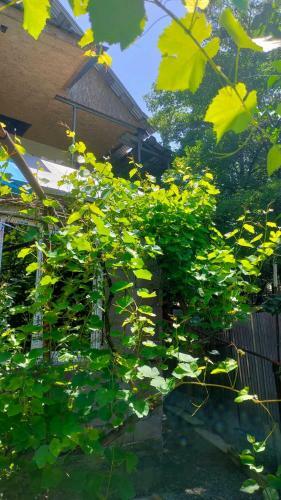 Bed & Breakfast Guest House Gogias Cixe