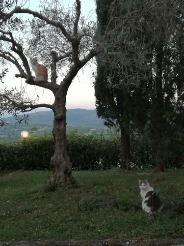 Hotel La Collina Di Collevalenza