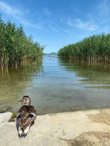 Balatonfenyves Panor�ma Apartman