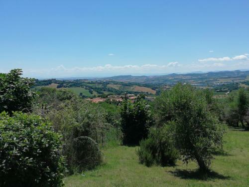 Gli Ulivi Del Conero