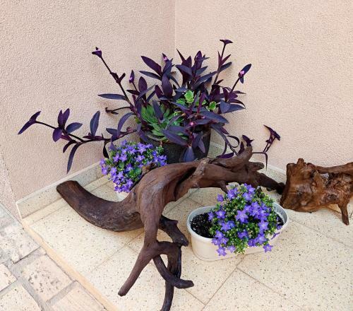 Hostal Iris Guesthouse