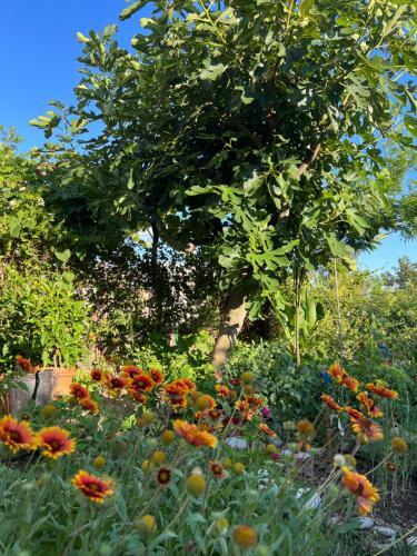 Green House And Garden