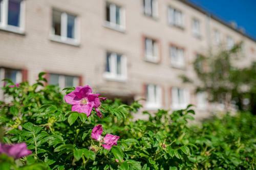 Meadow Apartment