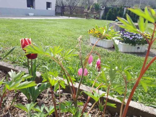 Apartman Dunja Banja Vrdnik