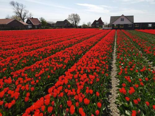 Camping De Tulpenweide