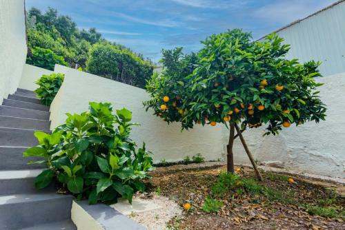 Mirasol - Casa Com P�tio No Centro De Anadia