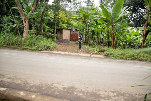 Avocado Tree House