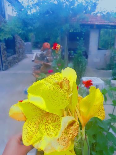 Hostal Holiday House Chkonia