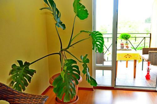 Hostal Eco-house Svani