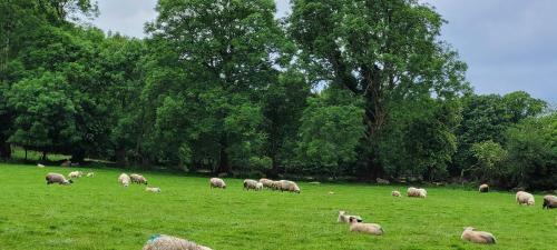 Oaklane Glamping Cabins