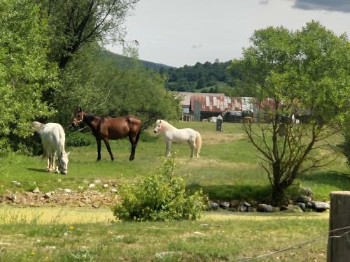Apartm�ny M�to Pod ?umbierom