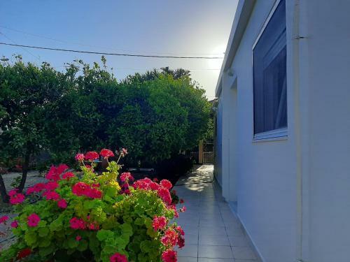 Xenia Home