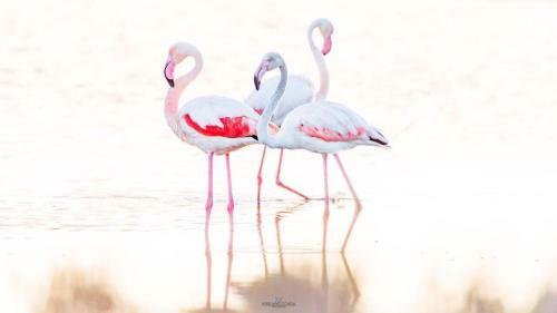 Bed & Breakfast I Fenicotteri Rosa